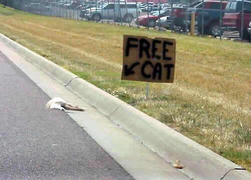 free_cat.jpg