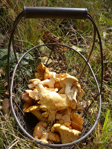 Shroom_Bounty_Smaller.jpg