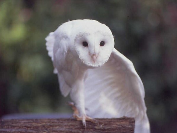 species-Tyto-alba-11.jpg