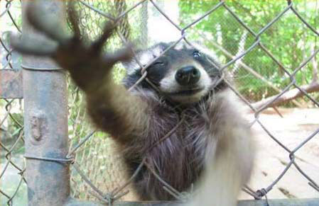 raccoon-fence2.jpg