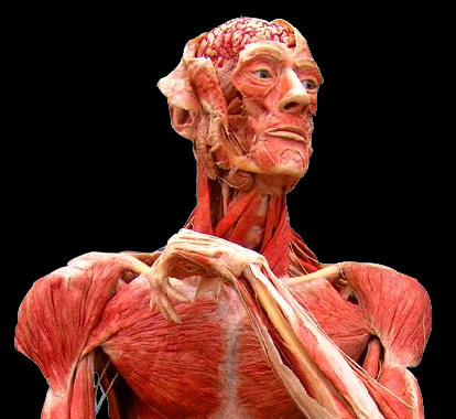 5974Bodyworld.jpg