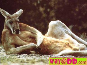 funny-pictures-cool-kangeroo-1X3.jpg