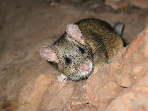 Bushytailed_Woodrat.jpg