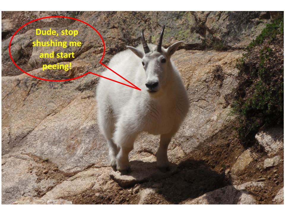 Talking_goat_.jpg