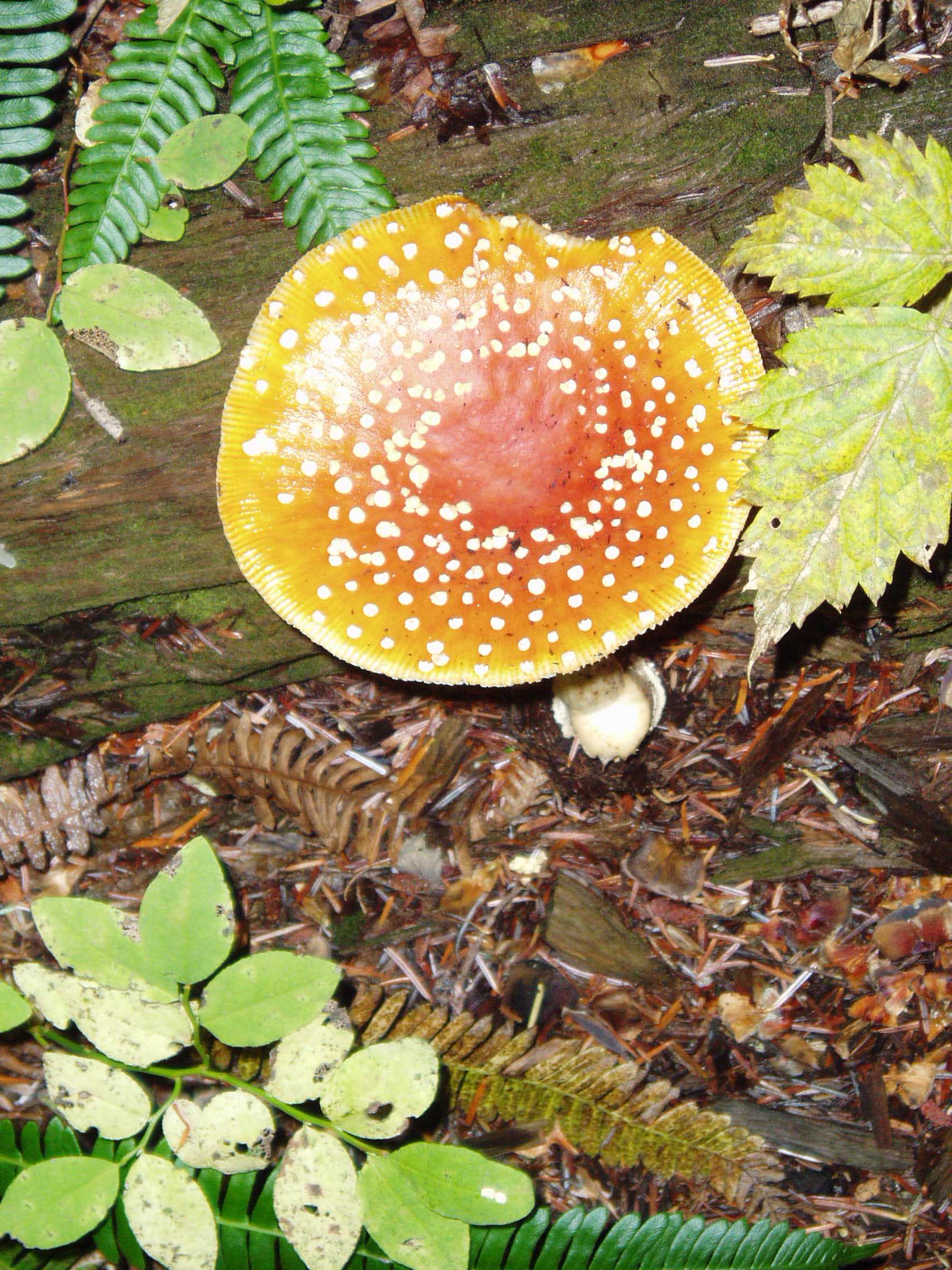 1826Amanita-med.jpg