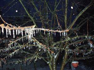 2994Icy_Cherry_Tree-med.jpg