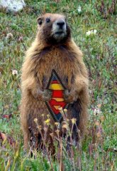 supermarmot