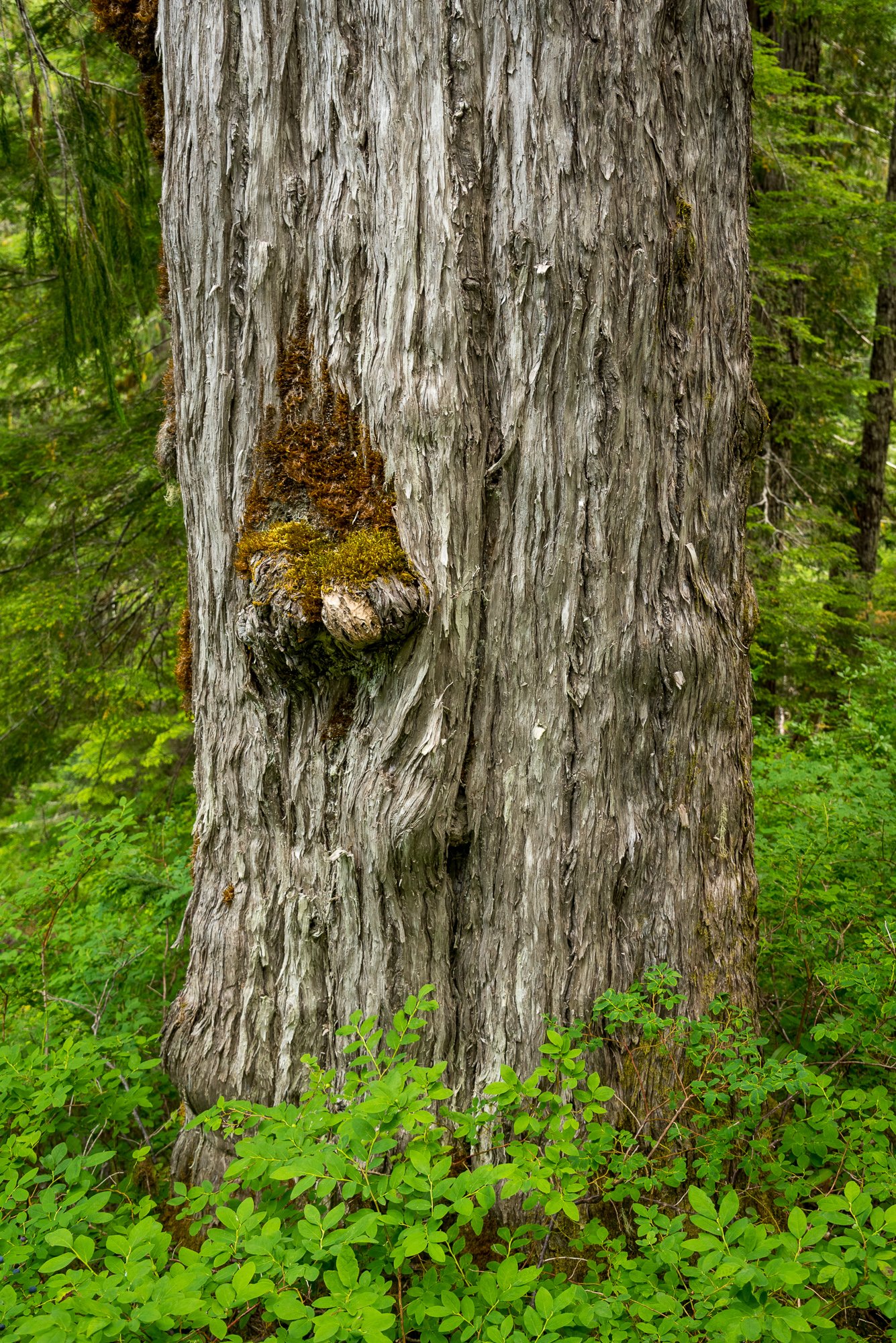 2025vanisle122367.jpg.c1e661abe612650a7867616e558742ae.jpg