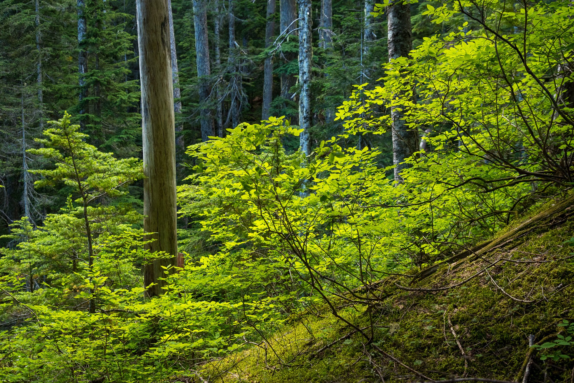 2025vanisle122605.jpg.f3d61d3358e3f3d97217ced183410563.jpg